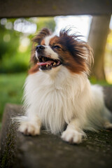 Happy Papillon Dog in the garden with flowers.