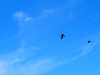 Fliegende Kormorane vor blauem Himmel