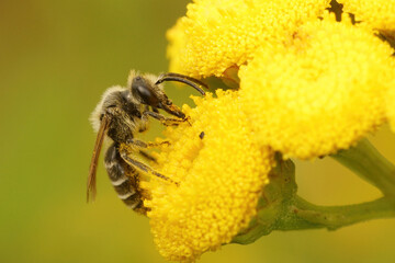 Close up of a male Yellow-legged Mining Bee, Andrena flavipes of the second generation on the yellow flower of the common dagwort , Tanacetum vulgare,  in the fall 