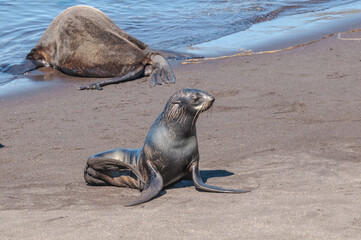 Northern Fur Seal (Callorhinus ursinus) at hauling-out in St. George Island, Pribilof Islands, Alaska, USA