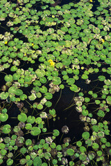 Vegetazione di acqua dolce.