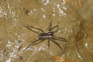A wolf spider, Pirata species , on a wed clay soil along a riverside in Gard, Southern France 