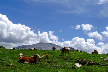 cows lying on a green lush meadow in the mountains