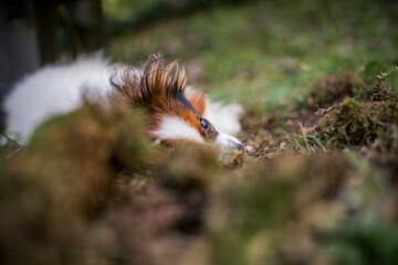 Happy Papillon Dog in the garden with flowers.