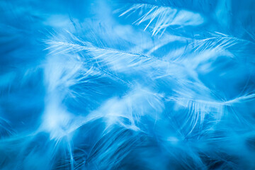 Abstract background with soft focus. Light white feathers on a blue background