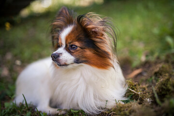 Happy Papillon Dog in the garden with flowers.
