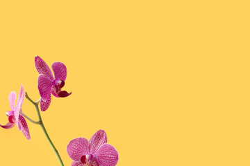 Pink orchid flower in front of yellow background. Floral concept with copyspace.