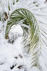 an unusual image of a palm leaf completely bent by a thick layer of snow, concept for climate change. Spain, extremadura.