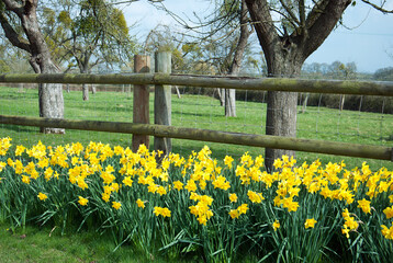 Springtime daffodils in the park © Jenn's Photography 