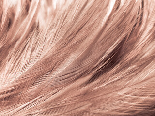 Beautiful abstract white and brown feathers on white background and soft yellow feather texture on white pattern and yellow background, feather background, gold feathers banners