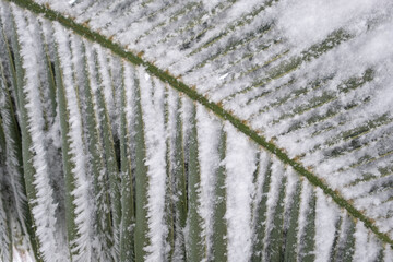 an unusual image of a palm leaf completely bent by a thick layer of snow, concept for climate change. Spain, extremadura.