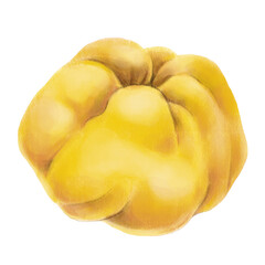 Quince fruit illustration isolated on white background