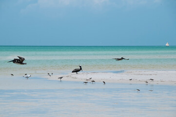 Seabirds and pelicans fly over the Caribbean Sea, on the horizon a sailboat sails over the ocean. Holbox Island, Mexico