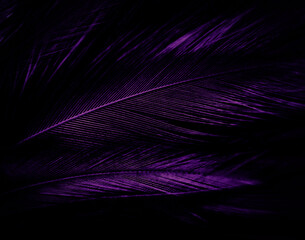 Beautiful abstract purple feathers on white background, black feather texture on dark pattern and purple background, colorful feather wallpaper, love theme, valentines day