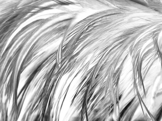 Beautiful abstract black feathers on white background and soft white feather texture on white pattern, dark theme wallpaper, gray feather background, black banners
