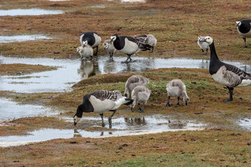 Barnacle Gееse (Branta leucopsis) with goslings at colony in Barents Sea coastal area, Russia