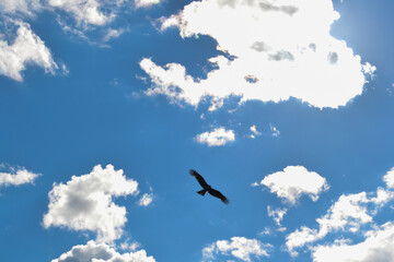 Eagle silhouette on blue cloudy sky background for concept design.