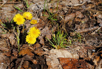 yellow flowers on the ground