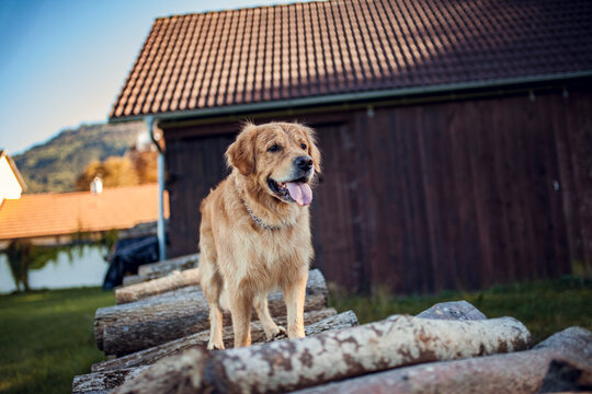 Portrait of an Golden retriever Dog