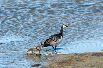 Barnacle Goose (Branta leucopsis) with goslings at colony in Barents Sea coastal area, Russia