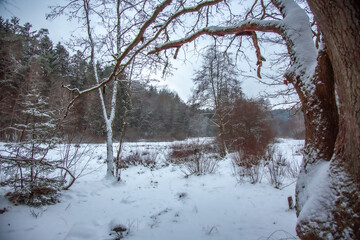 Winterwanderung am Gelterswoog, im Schnee, Kaiserslautern, Hohenecken, Strandbad, Wald , Naherholungsgebiet