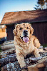 Portrait of an Golden retriever Dog