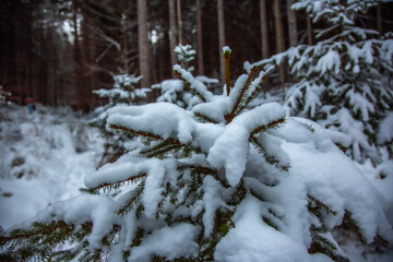 Winterwanderung am Gelterswoog, im Schnee, Kaiserslautern, Hohenecken, Strandbad, Wald , Naherholungsgebiet