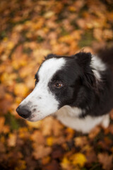 Portrait eines Australian Shepherd im Wald.