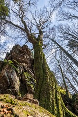 Alter verdreht gewachsener Baum ohne Laub an einem Stein Felsen Berg mit Perspektive von unten nach oben der mysteriös Aussieht in einem Wald im bayerischen Wald, Deutschland