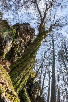 Alter verdreht gewachsener Baum ohne Laub an einem Stein Felsen Berg mit Perspektive von unten nach oben der mysteriös Aussieht in einem Wald im bayerischen Wald, Deutschland