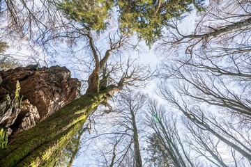 Alter verdreht gewachsener Baum ohne Laub an einem Stein Felsen Berg mit Perspektive von unten nach...