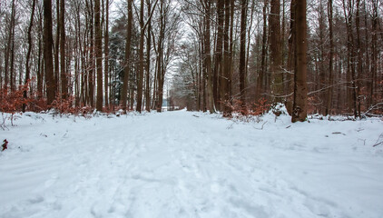 Winterwanderung am Gelterswoog, im Schnee, Kaiserslautern, Hohenecken, Strandbad, Wald , Naherholungsgebiet