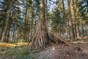 Mit Ästen wie ein Tippi  selbst gebauter Unterstand Unterschlupf im Wald an einem Baum mit...