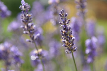 close up of lavender flowers