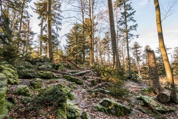 Alter verwitterter abgestorbener und umgeknickter Baum Baumstamm mit Moos bewachsen und Baumpilze in einem Wald, Deutschland