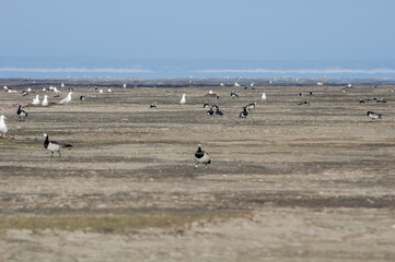 Barnacle Geese (Branta leucopsis) at colony in Barents Sea coastal area, Russia