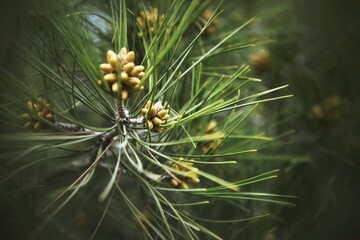 close up of pine needles