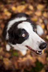 Portrait eines Australian Shepherd im Wald.