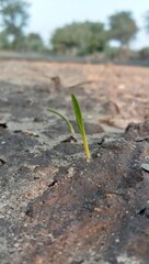 plant growing in soil