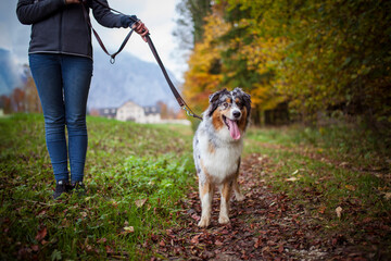 Owner with his australian sheperd on the leash.
