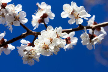 Blooming branch of wild plums against blue sky