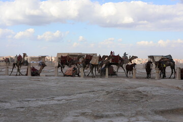 camels in the desert