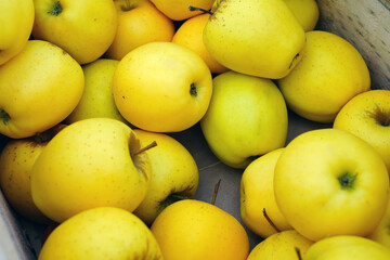 Fresh red and yellow apples at a farmers market