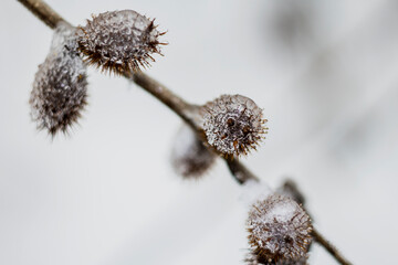 
ice on a branch on a light background