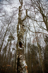 Fototapeta premium Winterwanderung am Gelterswoog, im Schnee, Kaiserslautern, Hohenecken, Strandbad, Wald , Naherholungsgebiet