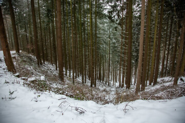 Obraz premium Winterwanderung am Gelterswoog, im Schnee, Kaiserslautern, Hohenecken, Strandbad, Wald , Naherholungsgebiet