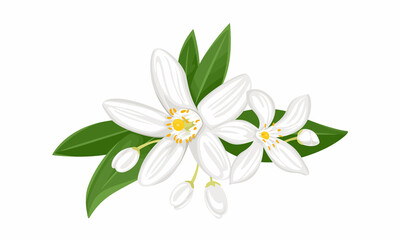 White orange flowers isolated on white background. Blooming branch of neroli with buds and green leaves. Vector illustration of a fragrant plant in cartoon flat style.