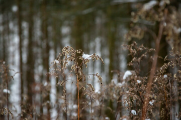 Winterwanderung am Gelterswoog, im Schnee, Kaiserslautern, Hohenecken, Strandbad, Wald , Naherholungsgebiet