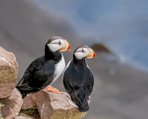 Horned Puffins (Fratercula corniculata) at St. George Island, Pribilof Islands, Alaska, USA