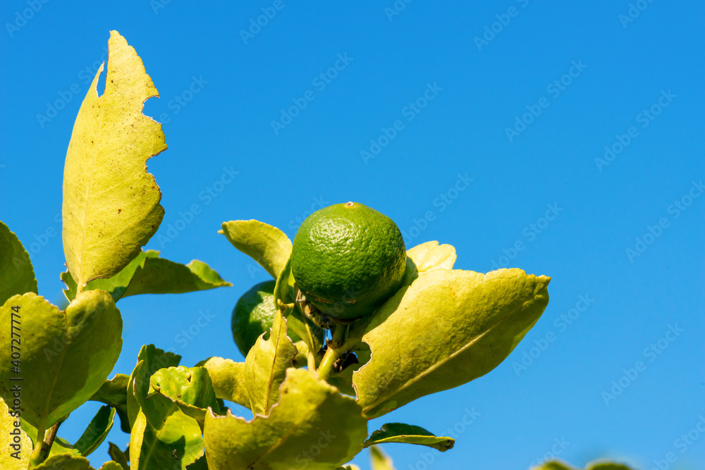 Wall mural bunches of fresh green ripe lemon